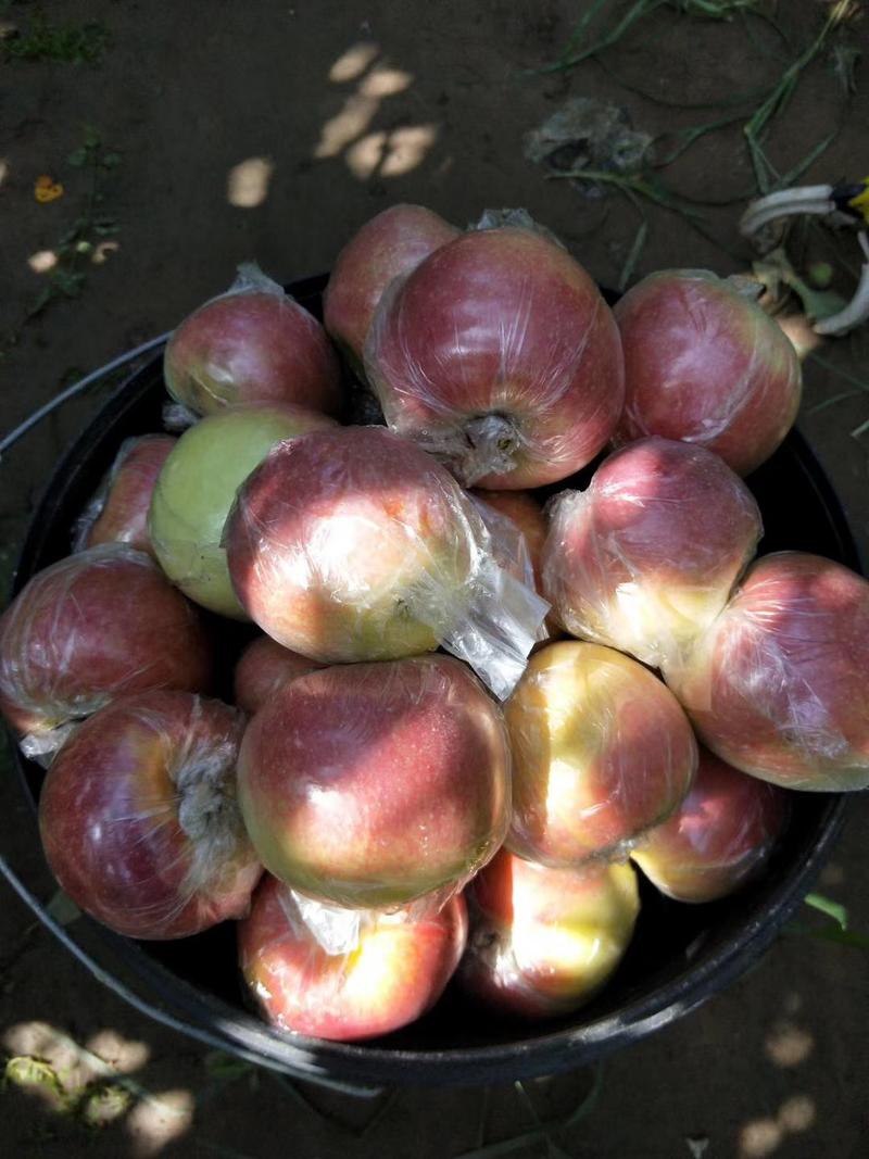 山东潍坊美八苹果，80以上，价格便宜，欢迎咨询