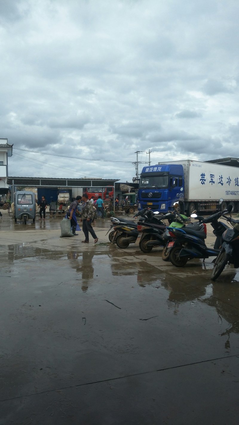 白蒜苗红蒜苗大量上市一天可以装几个九米六，或几个挂车，