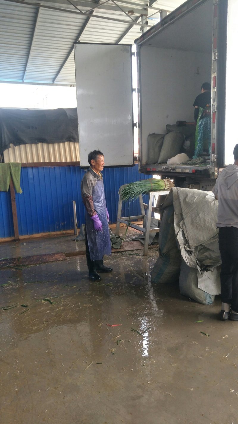 白蒜苗红蒜苗大量上市一天可以装几个九米六，或几个挂车，