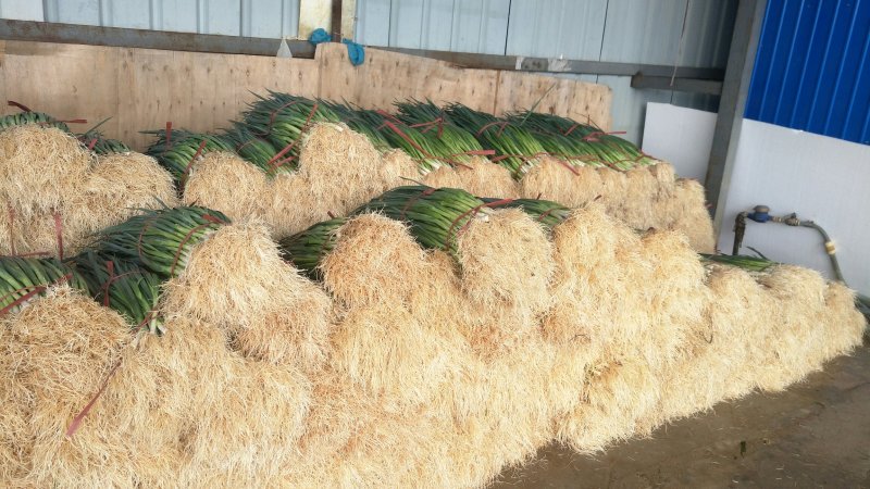 白蒜苗红蒜苗大量上市一天可以装几个九米六，或几个挂车，
