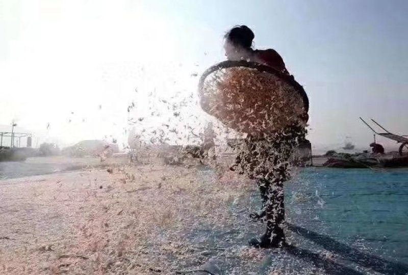虾皮
