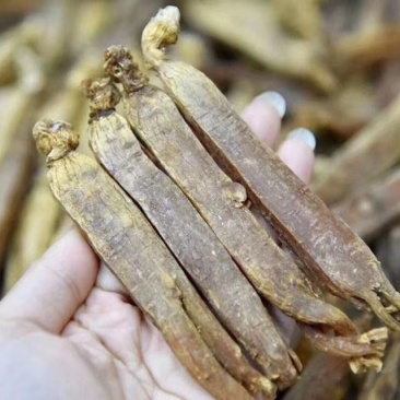 高丽参无糖10个起批包邮各种规格中药材批发零售