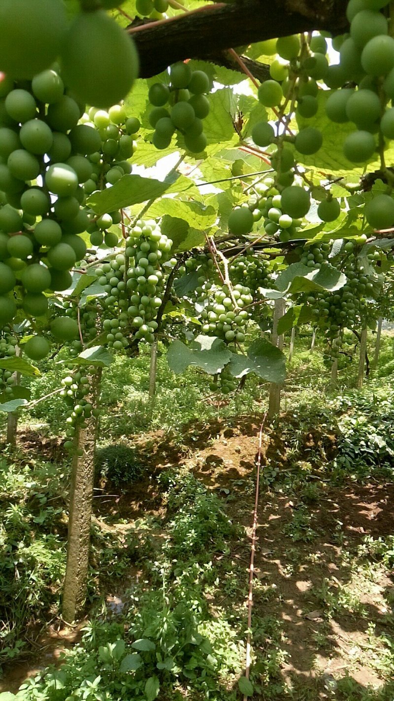 葡萄