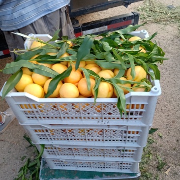 黄油桃