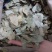 振兴药材批发供应香叶规格齐全产地直供一手货源全国发货