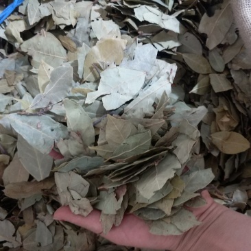 振兴药材批发供应香叶规格齐全产地直供一手货源全国发货