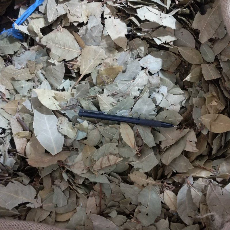 振兴药材批发供应香叶规格齐全产地直供一手货源全国发货