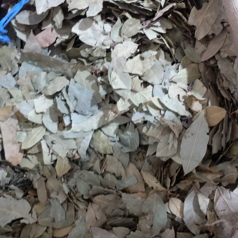 振兴药材批发供应香叶规格齐全产地直供一手货源全国发货