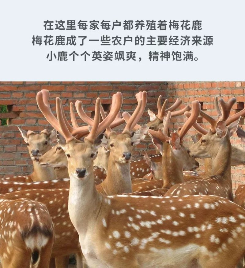 【热】鹿茸片现切现卖含血量足泡酒煲汤炖菜