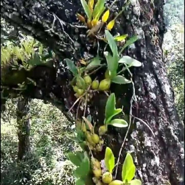 纯野山石斛，现摘现卖