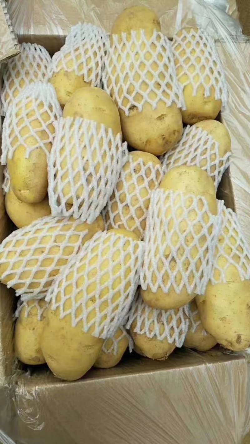 【好货】土豆山东荷兰十五土豆常年供应品质保证