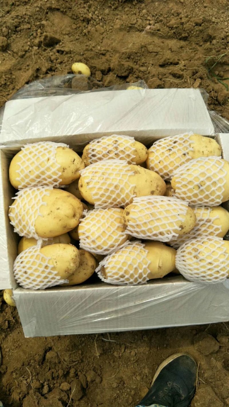 【好货】土豆山东荷兰十五土豆常年供应品质保证