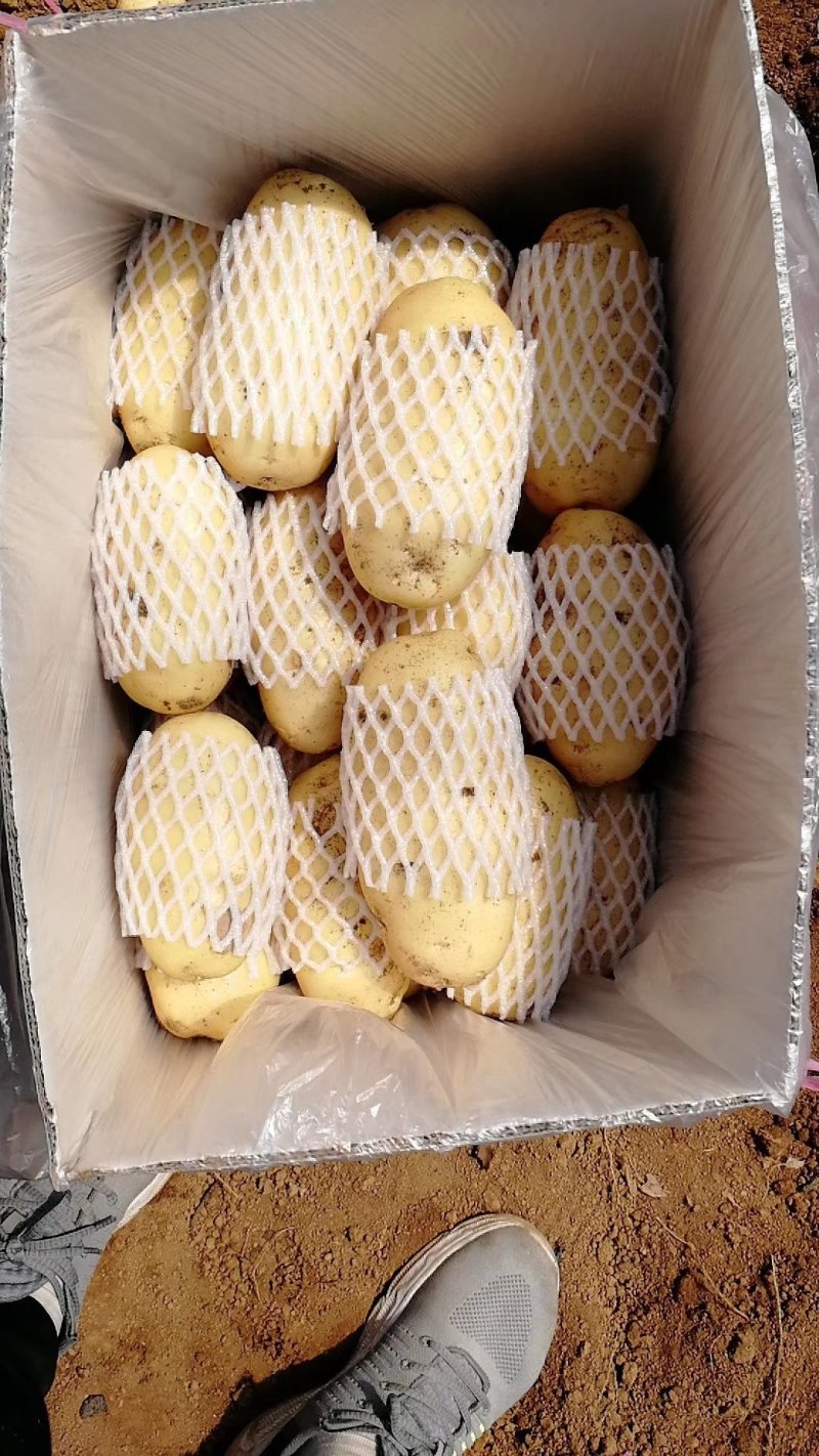 【好货】土豆山东荷兰十五土豆常年供应品质保证