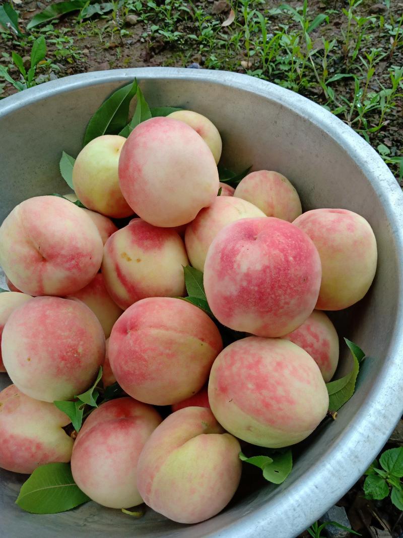 桃子树苗，太白脆甜桃，脱骨桃，果大味甜，六月分成熟，