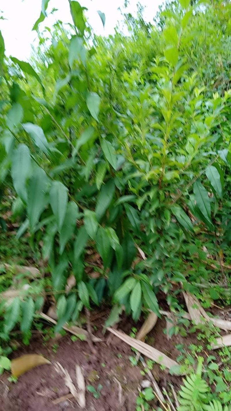 桃子树苗，太白脆甜桃，脱骨桃，果大味甜，六月分成熟，
