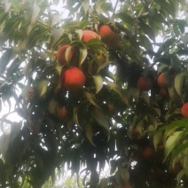 毛桃，红夏