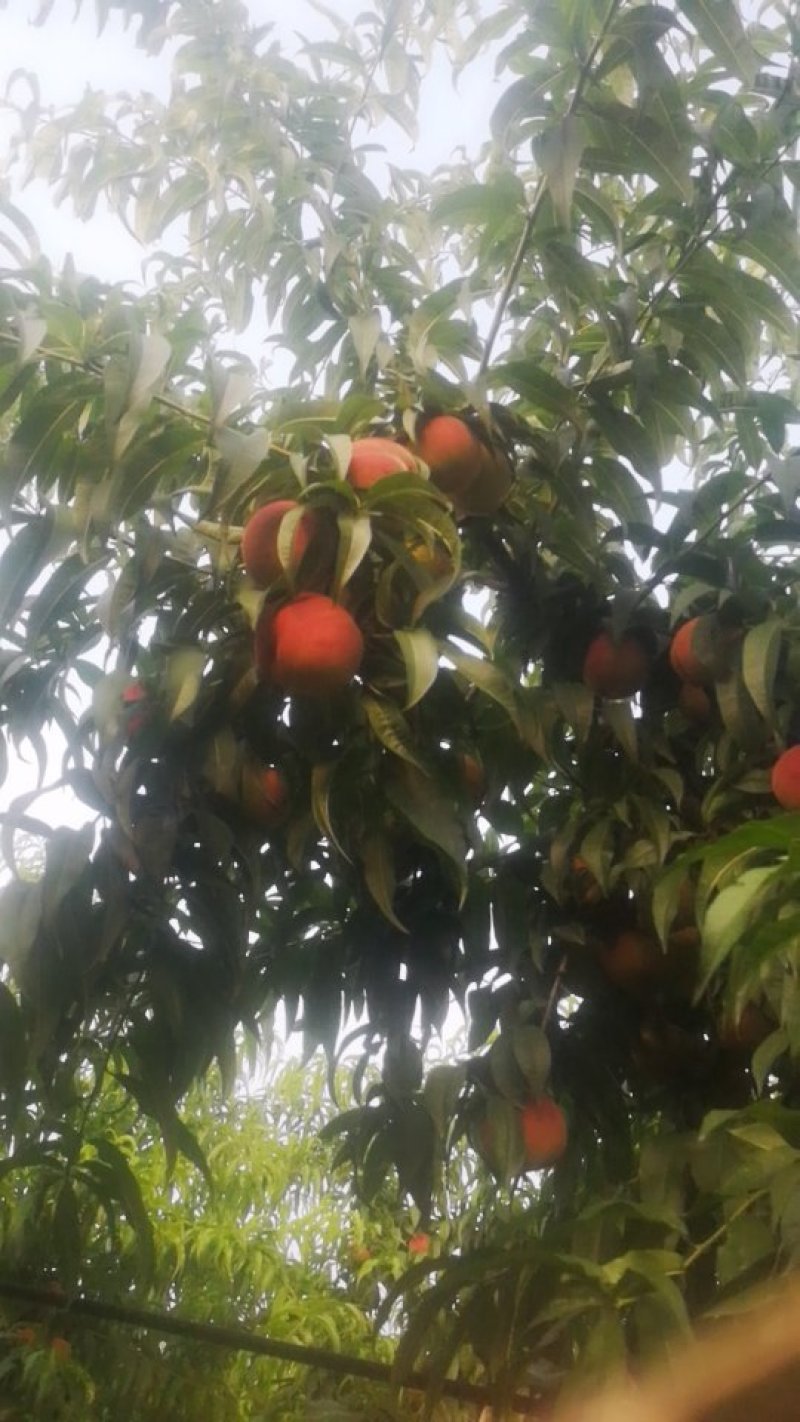 毛桃，红夏