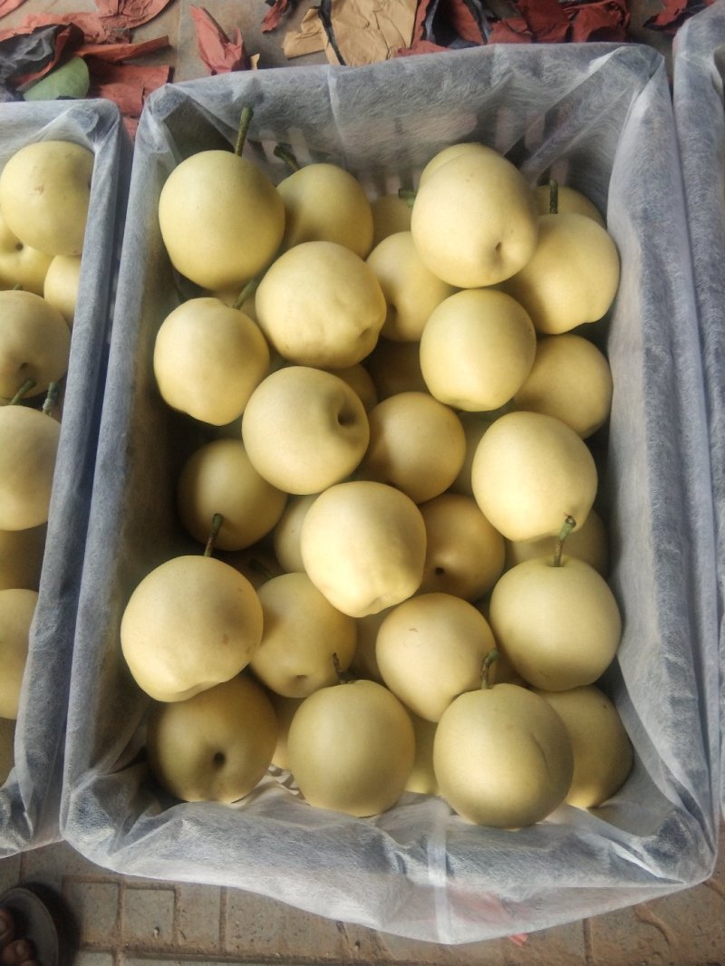 皇冠梨大量上市，需要的客户联系，大量有货