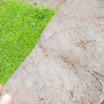 广东台湾草皮草块，湖南郴州卷草
