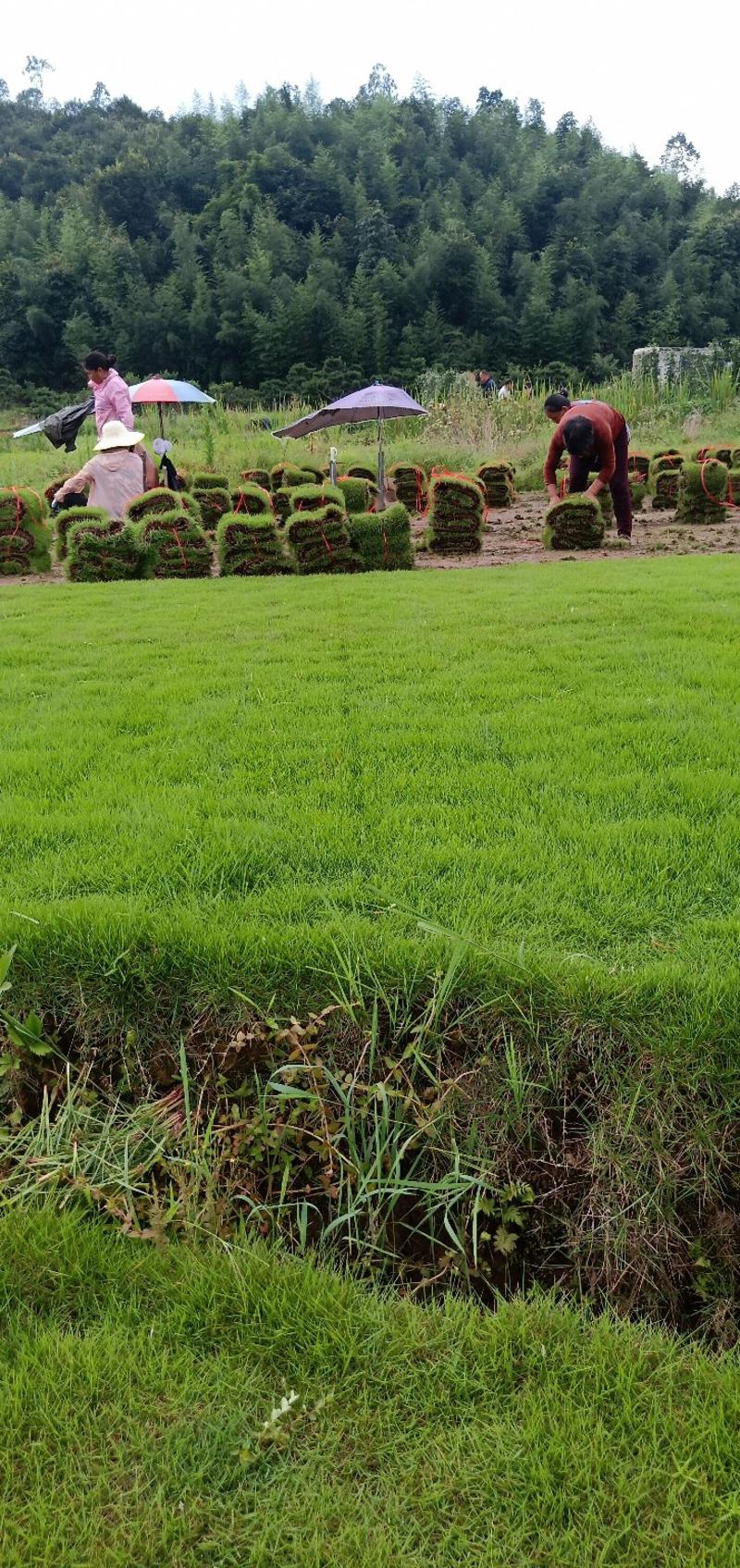 广东台湾草皮草块，湖南郴州卷草