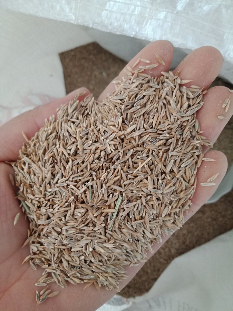 草坪种子四季长青免修剪马尼拉黑麦草庭院草皮草籽狗牙根护坡