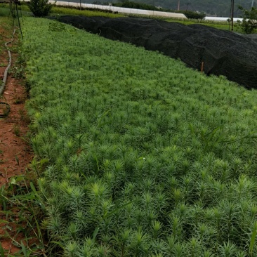 高15分华山松大量出售