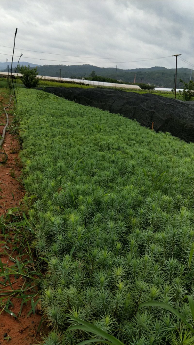 高15分华山松大量出售