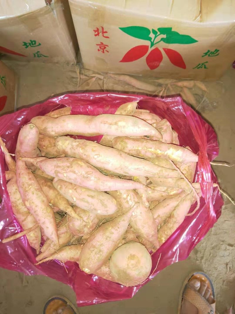 龙九红薯西瓜红开封沙地红薯红皮黄心电商商超