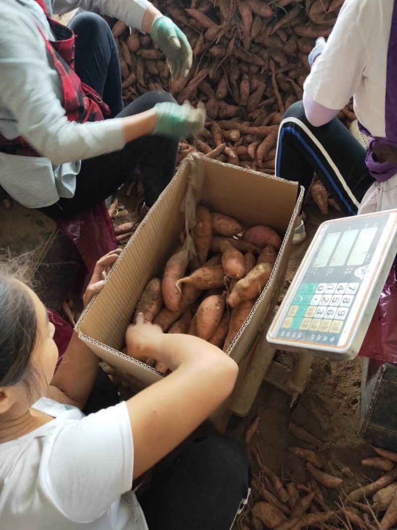 龙九红薯西瓜红开封沙地红薯红皮黄心电商商超