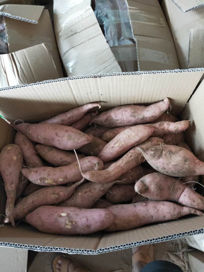 龙九红薯西瓜红开封沙地红薯红皮黄心电商商超