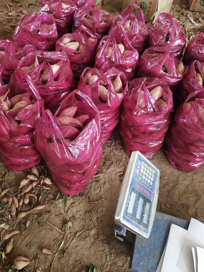 龙九红薯西瓜红开封沙地红薯红皮黄心电商商超