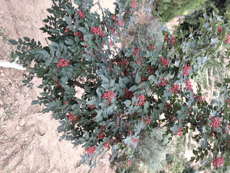 花椒苗无刺大红袍花椒苗陇南江源无刺花椒培育基地