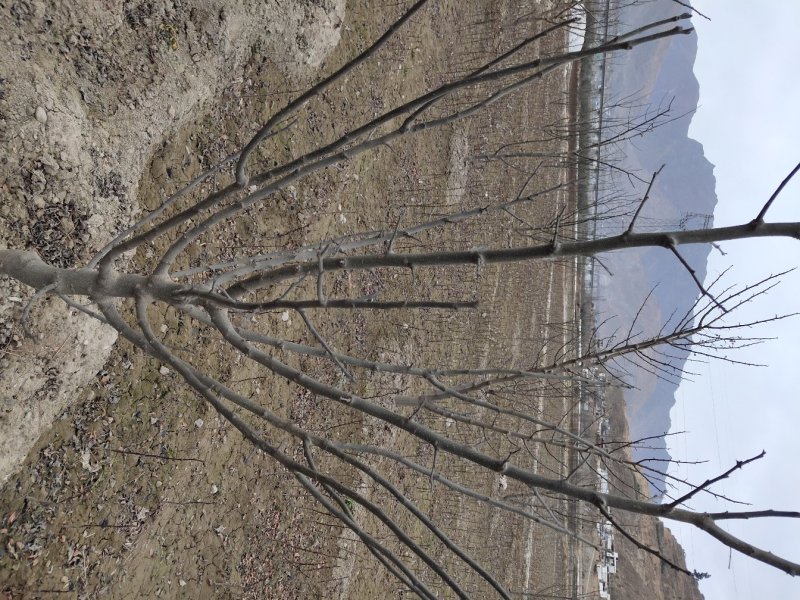 花椒苗无刺大红袍花椒苗陇南江源无刺花椒培育基地