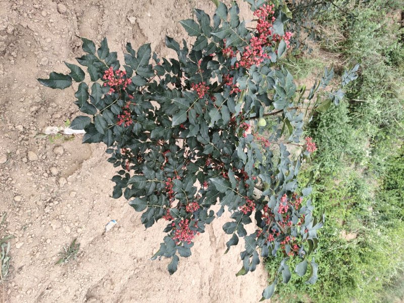 花椒苗无刺大红袍花椒苗陇南江源无刺花椒培育基地