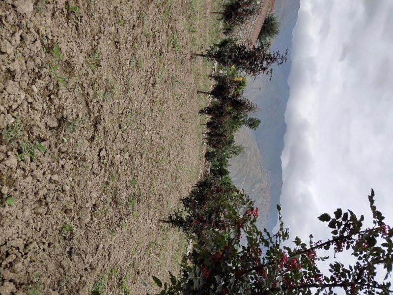 花椒苗无刺大红袍花椒苗陇南江源无刺花椒培育基地