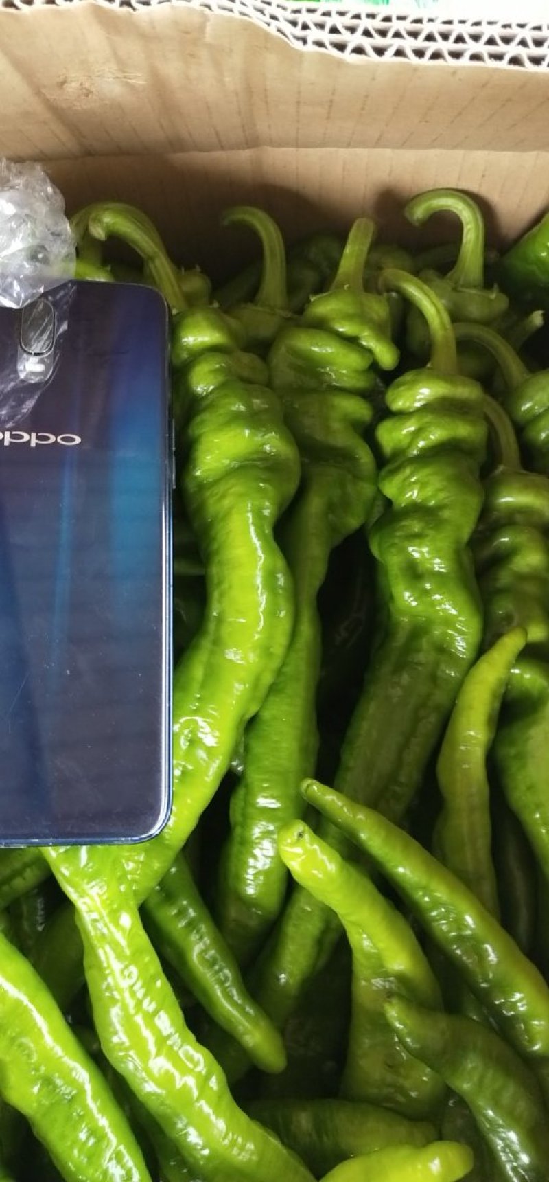 精品绿色鲜辣椒线椒货源充足，质量保障，欢迎来电咨询
