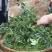汉源青花椒，颗粒大，颜色鲜，麻香味足，量大从优。