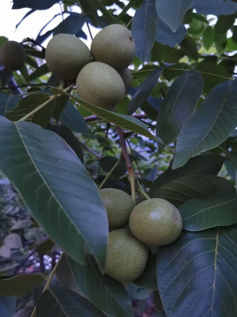 预售盐源早核桃