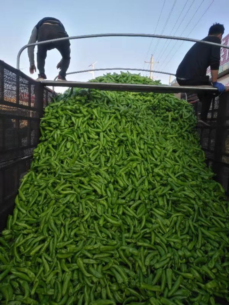 陕西辣椒牛角椒，量大价优，一手货源，产地直供！质量保证！