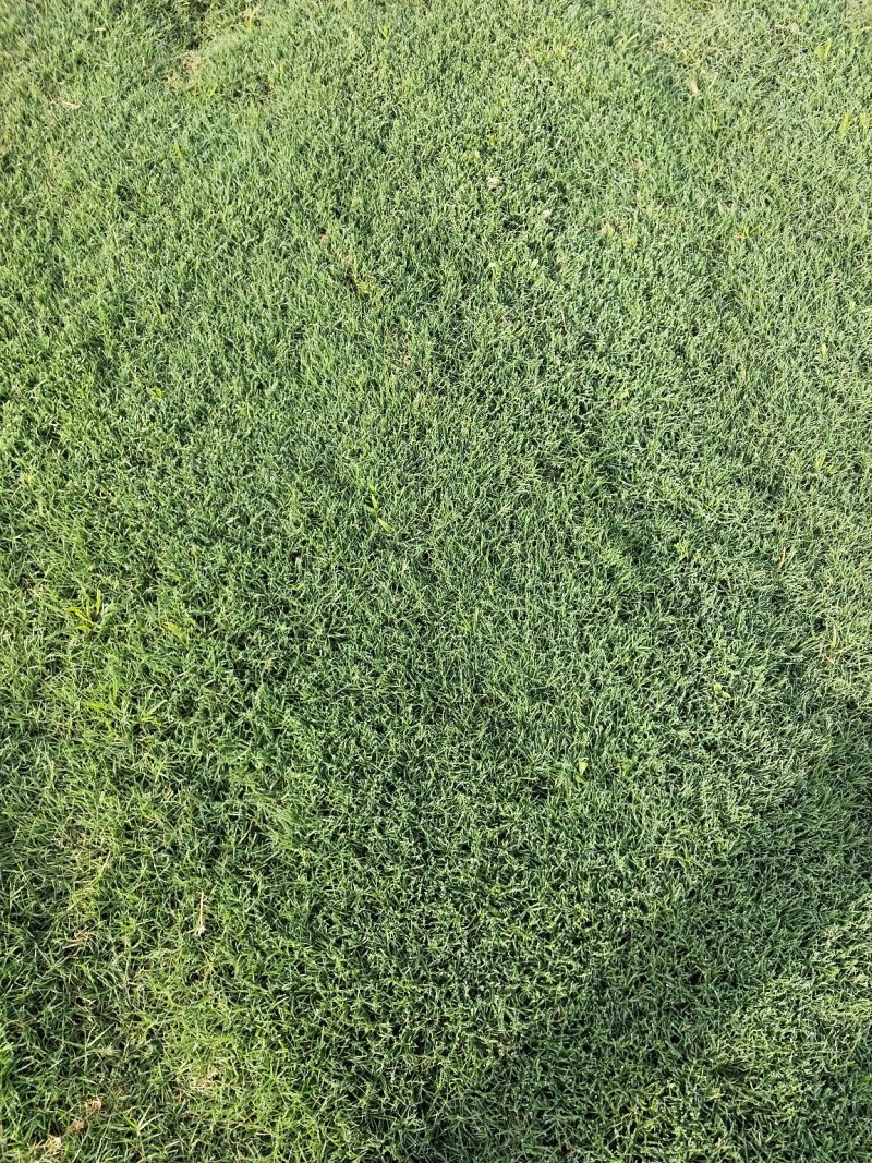百慕大草皮