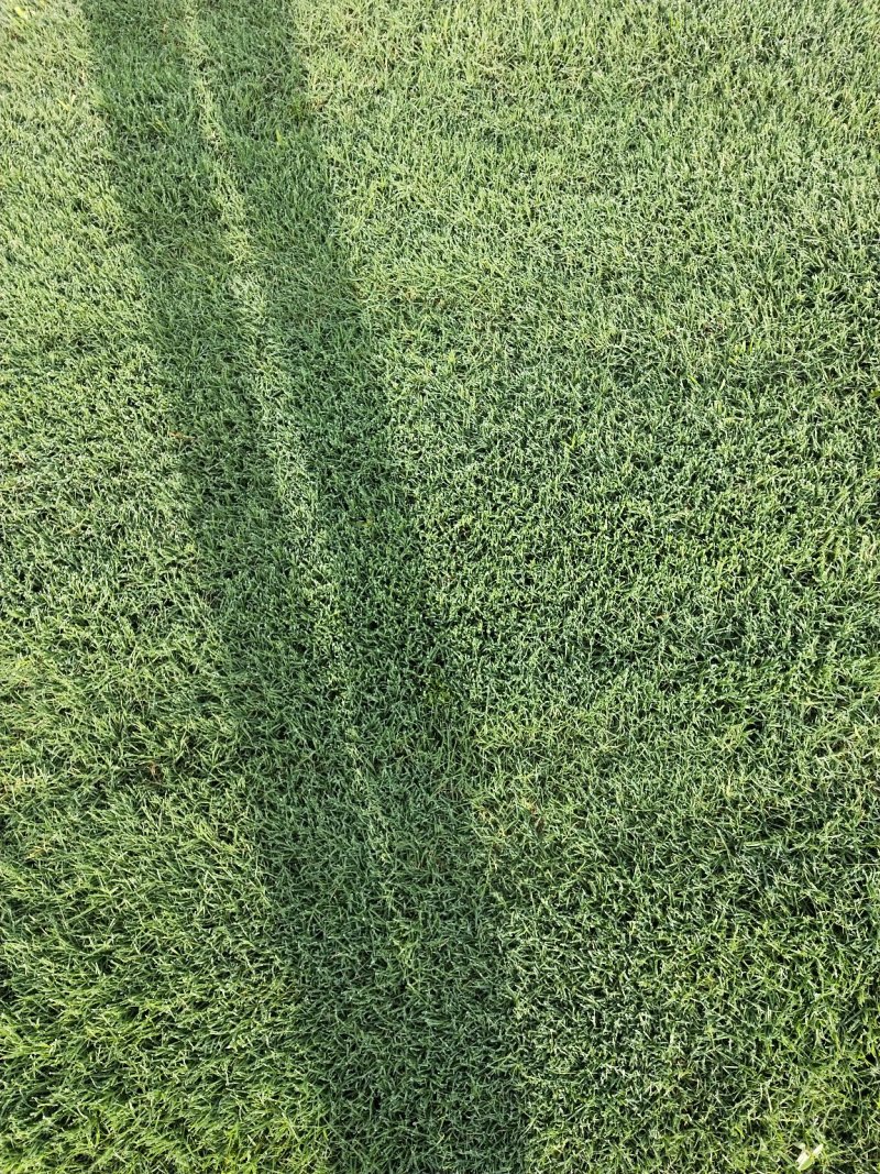 百慕大草皮