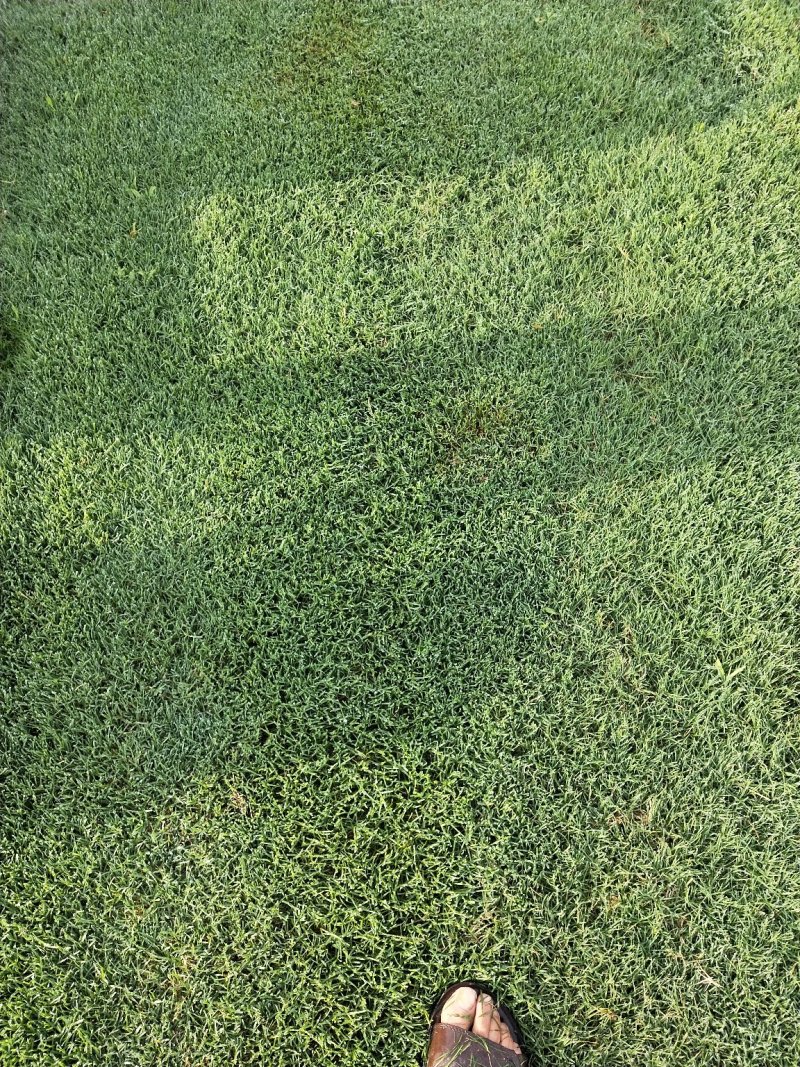 百慕大草皮