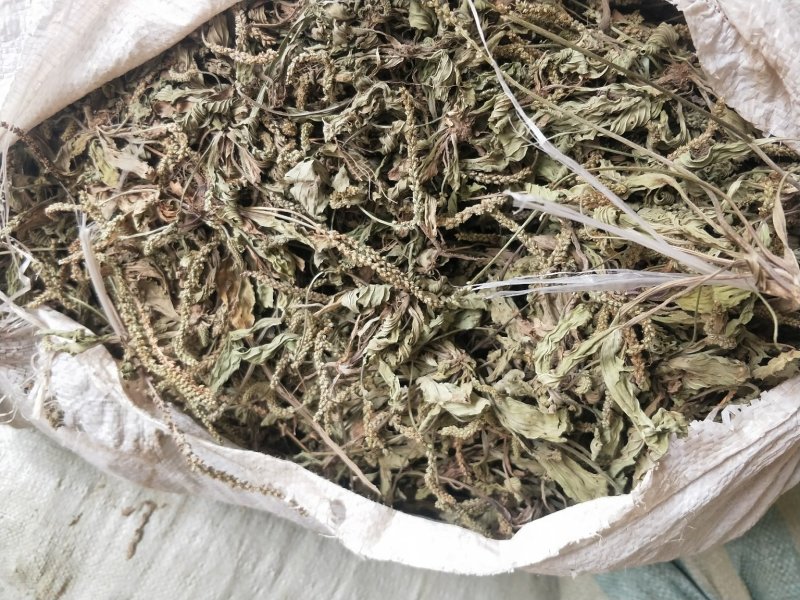 甘肃野生车前草，药用车前草，茶用车前草，野生车前草大货