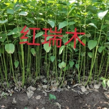 绿化苗木红瑞木
