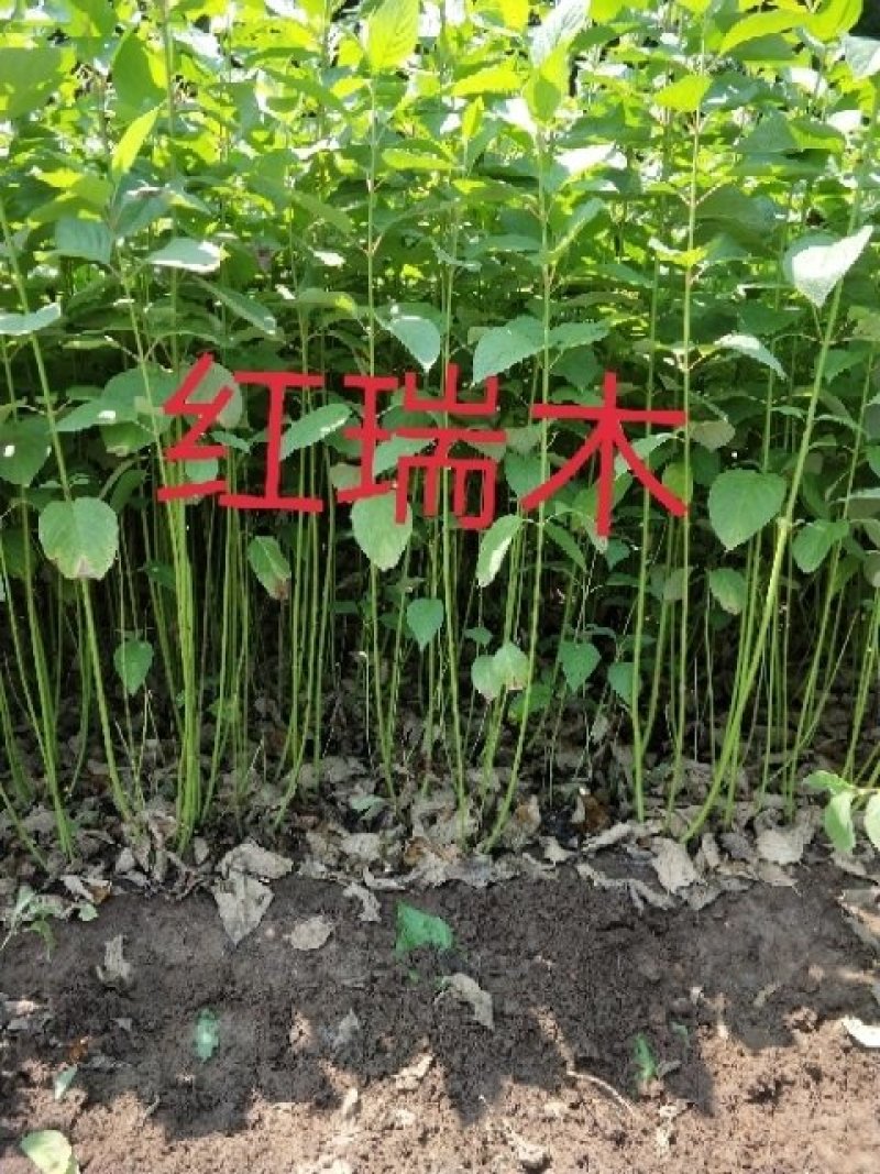 绿化苗木红瑞木