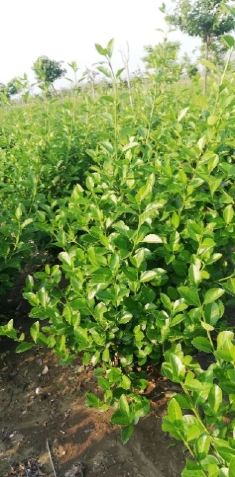 绿化苗木卫矛苗4o高度