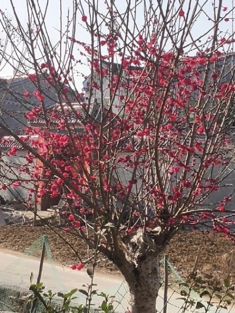 绿化苗木红梅