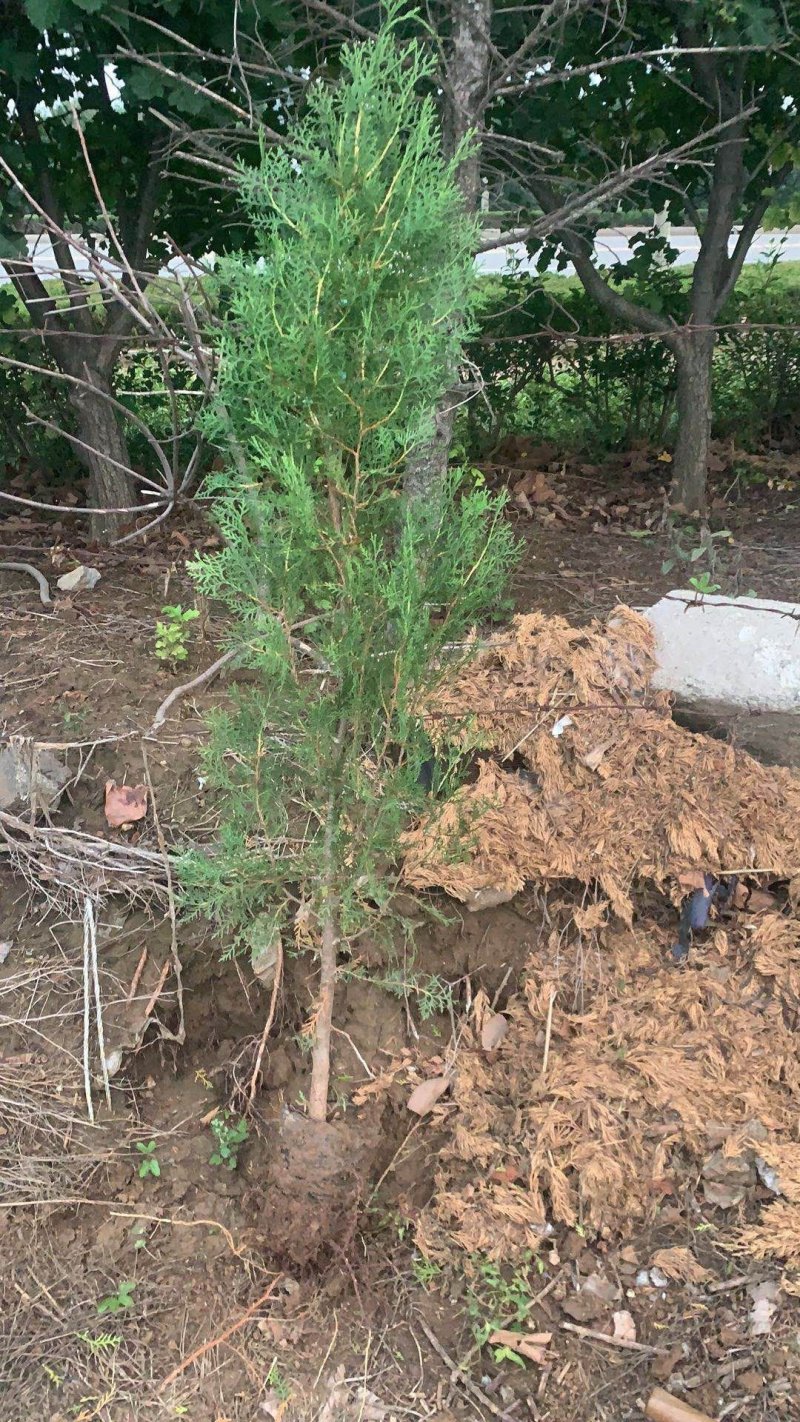 侧柏树苗量大2到3米侧柏量大规格齐全我是河北邯郸市