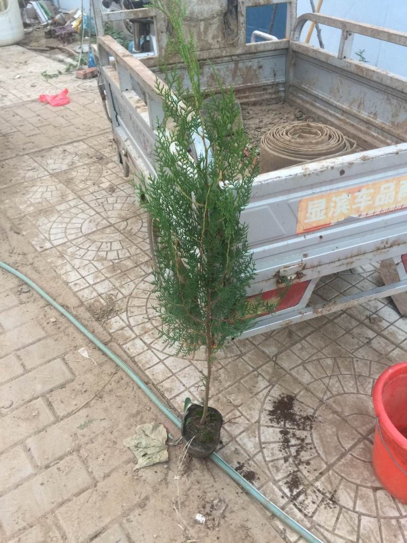 侧柏树苗量大2到3米侧柏量大规格齐全我是河北邯郸市