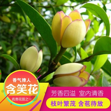 香妃含笑红花庭院植物耐寒花卉四季开花带叶带花